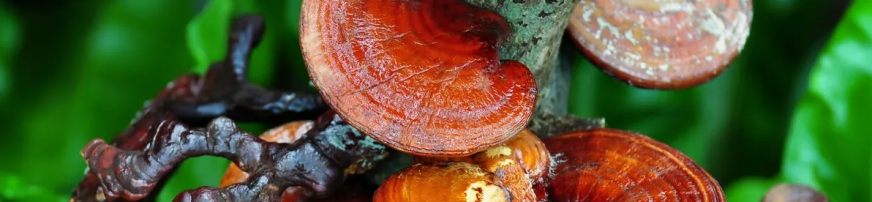 reishi ganoderma